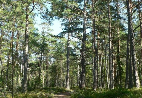 Der Naturpfad im Wald Harku