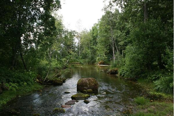 Pärnu jõe algus Roosna-Allikul