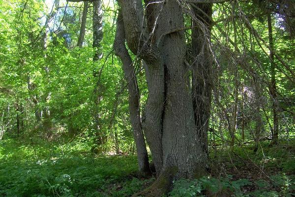 Iiripillisaare bog hike