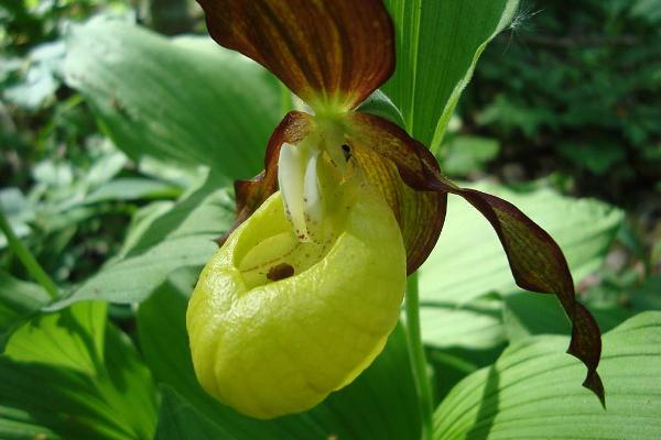 Iiripillisaare mossvandring