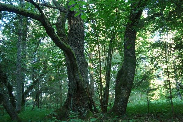 Iiripillisaare mossvandring