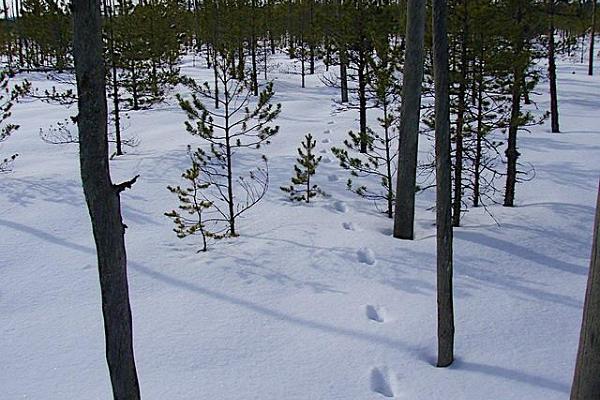 Vasaras un ziemas pārgājieni ar sniega kurpēm Valgeso (Valgesoo) purvā