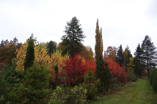 Järvselja Nursery