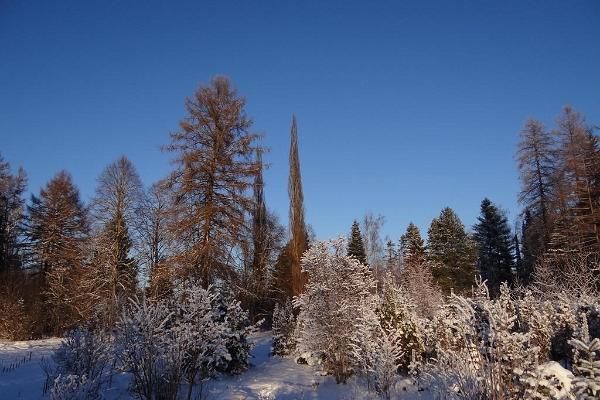 Järvselja taimeaed