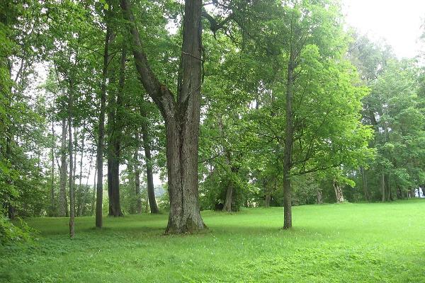 Парк поместья Луунья