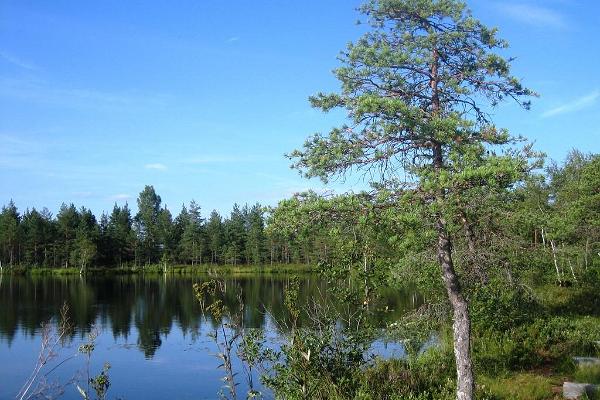 Naturpfad des Forstamtes RMK im Naturschutzgebiet Jalase im Landkreis Raplamaa