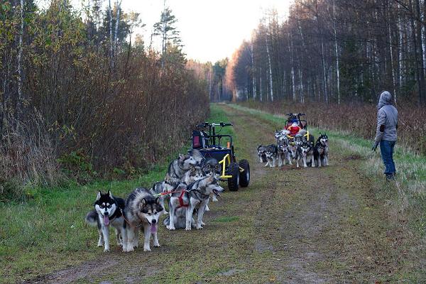 Hundeschlittentouren in den Waldlandschaften von Järvselja und im Naturschutzgebiet von Peipsiveere. 