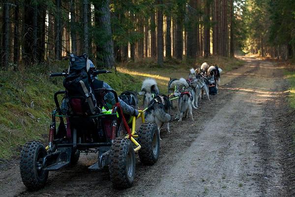 Sleddog Tours and dog sledding in Järvselja forests and Peipsiveere Nature Reserve