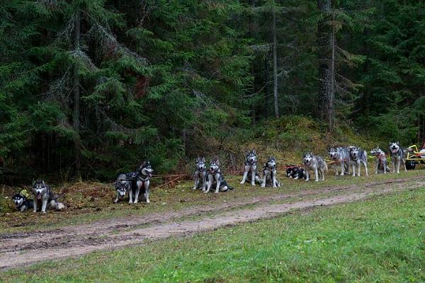 Braucieni ar suņu pajūgiem pa Jervseljas mežiem un Peipsivēres dabas aizsardzības zonā