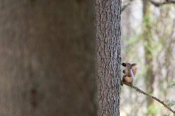 Kävelyretki Sangasten ruiskreivin radoilla ja jäljissä