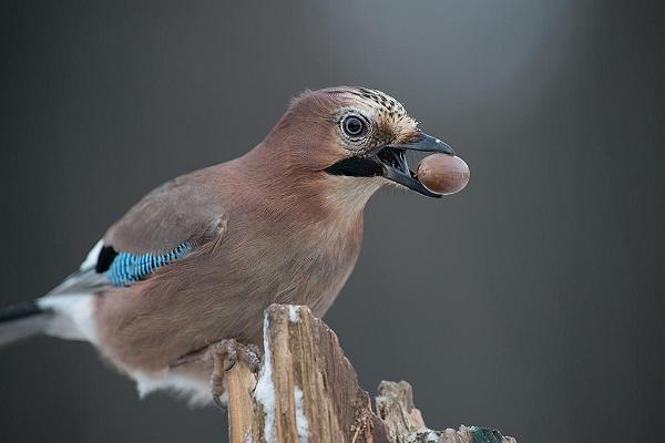 Pārgājiens pa Sangastes rudzu grāfa takām