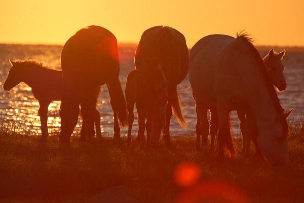 Tihuse horse-riding & farmstead stay