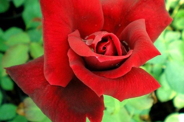 Põltsamaa Rose Garden