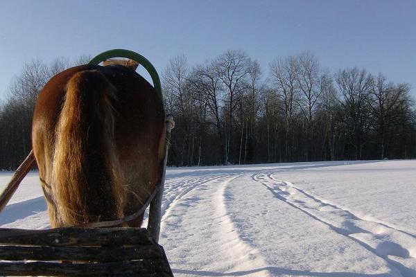 Sleigh and sledge rides at Juurimaa Stable for families and groups