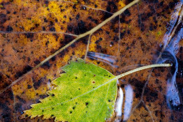 Wanderung mit Schneeschuhen im Moor Laukasoo in Tartumaa und Herbstblätter