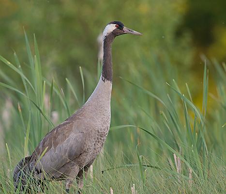 Bogshoe hike in Laukasoo mire in Tartu County and a crane