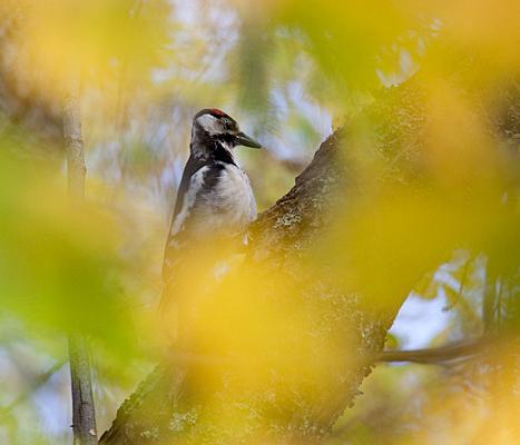 Rudens pārgājiens ar sniega kurpēm Laukasoo purvā, dzenis un rudens