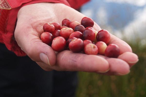 Cranberry hike in Soomaa bogs