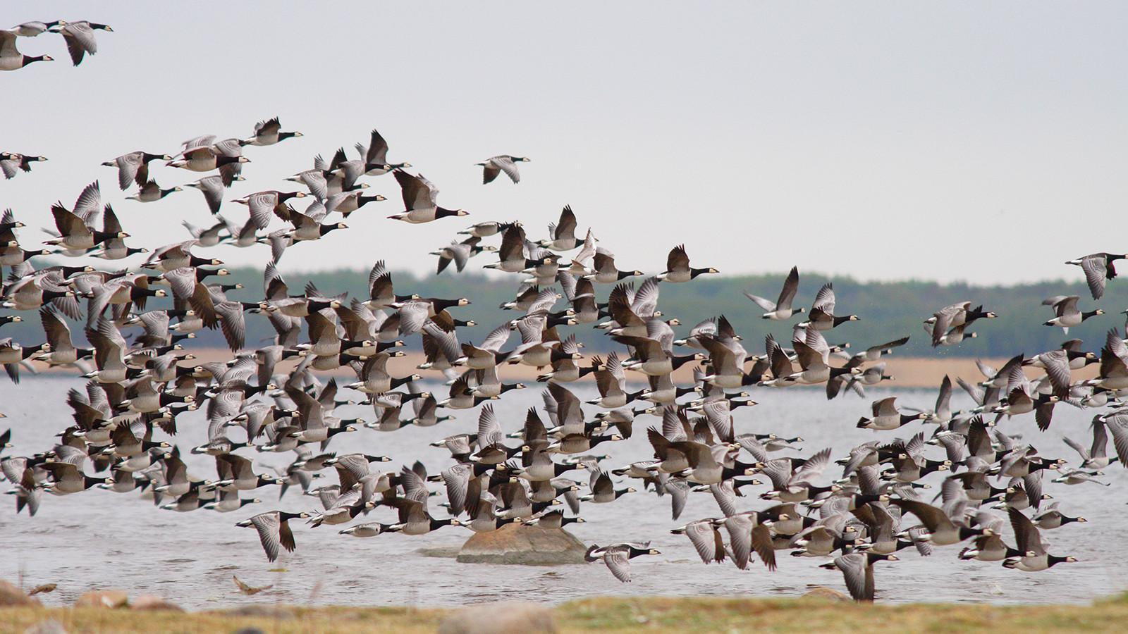 Põduste meadow nature and birdwatching tower
