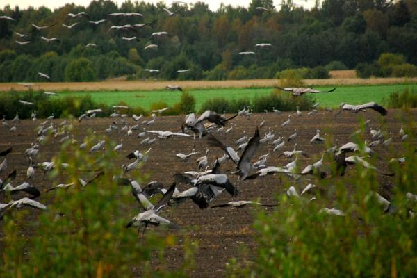 Nationalpark Matsalu und Naturzentrum