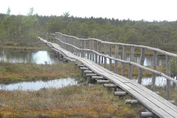 Study trail of the Männikjärv bog
