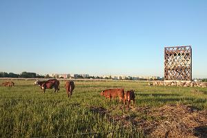 Observation towers and cows on the Pärnu coastal meadow