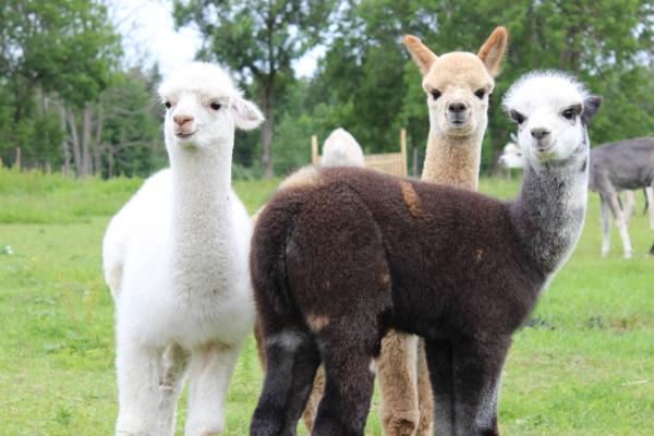 Alpakakasvatustalu Wile Alpaca Farm