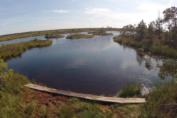 One day nature tour "Picturesque wilderness in Marimetsa bog"