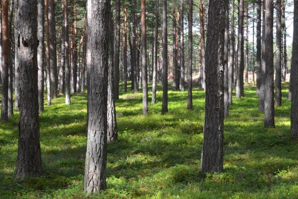 Tuhkanan ranta ja lepopaikka