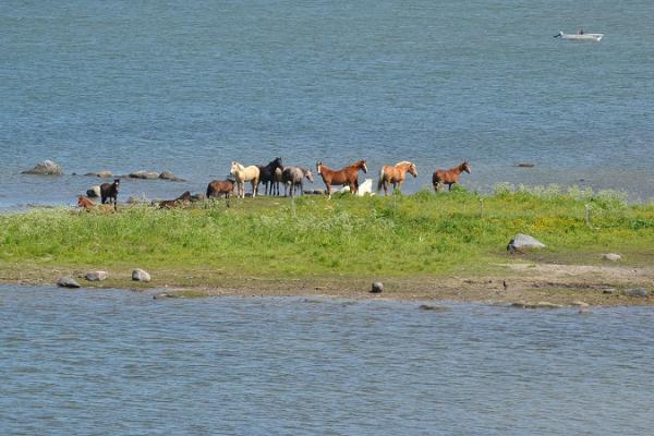 Tihuse horse-riding & farmstead stay