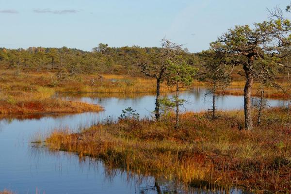 A bog hike in the Kakerdaja bog