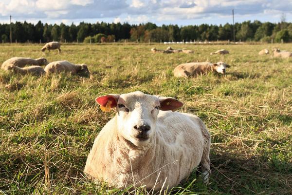 Vihula Mõisa öko-farm