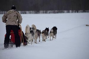 Sledding with Siberian Huskies