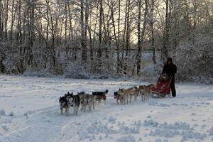 Sledding with Siberian Huskies