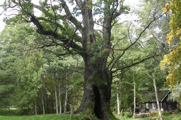 Tülivere sacred oak