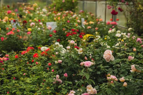 Põltsamaa Rose Garden