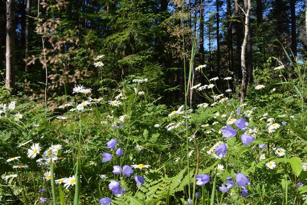 Viidumäe Study and Nature Trail