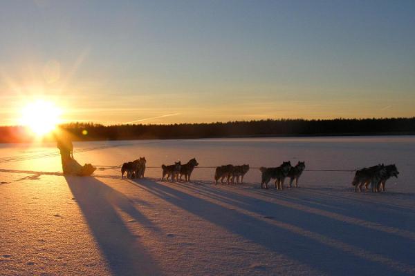 Slädhundsturer i Järvselja skogslandskap och i Peipsiveere naturskyddsområde