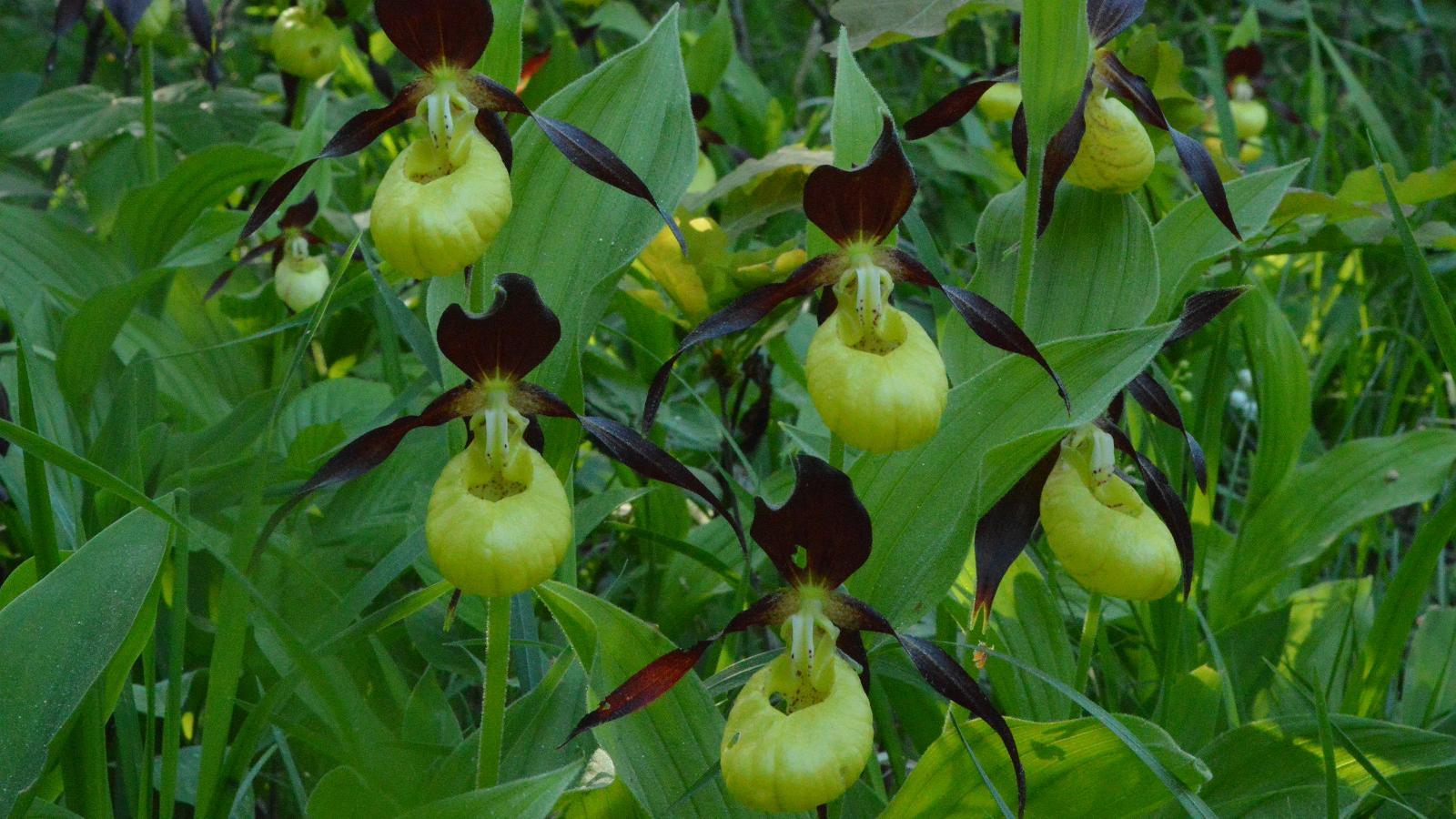 Loode Oak Forest Nature and Study Trail