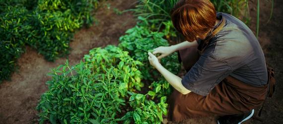 В садах, лесах и на фермах можно найти множество полезных и вкусных продуктов