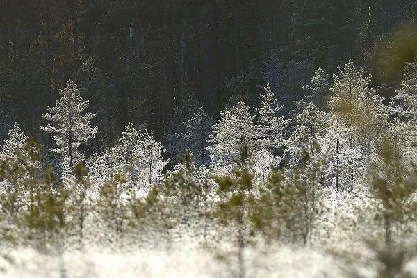 Jalgsimatk Sangaste rukkikrahvi radadel ja jälgedes