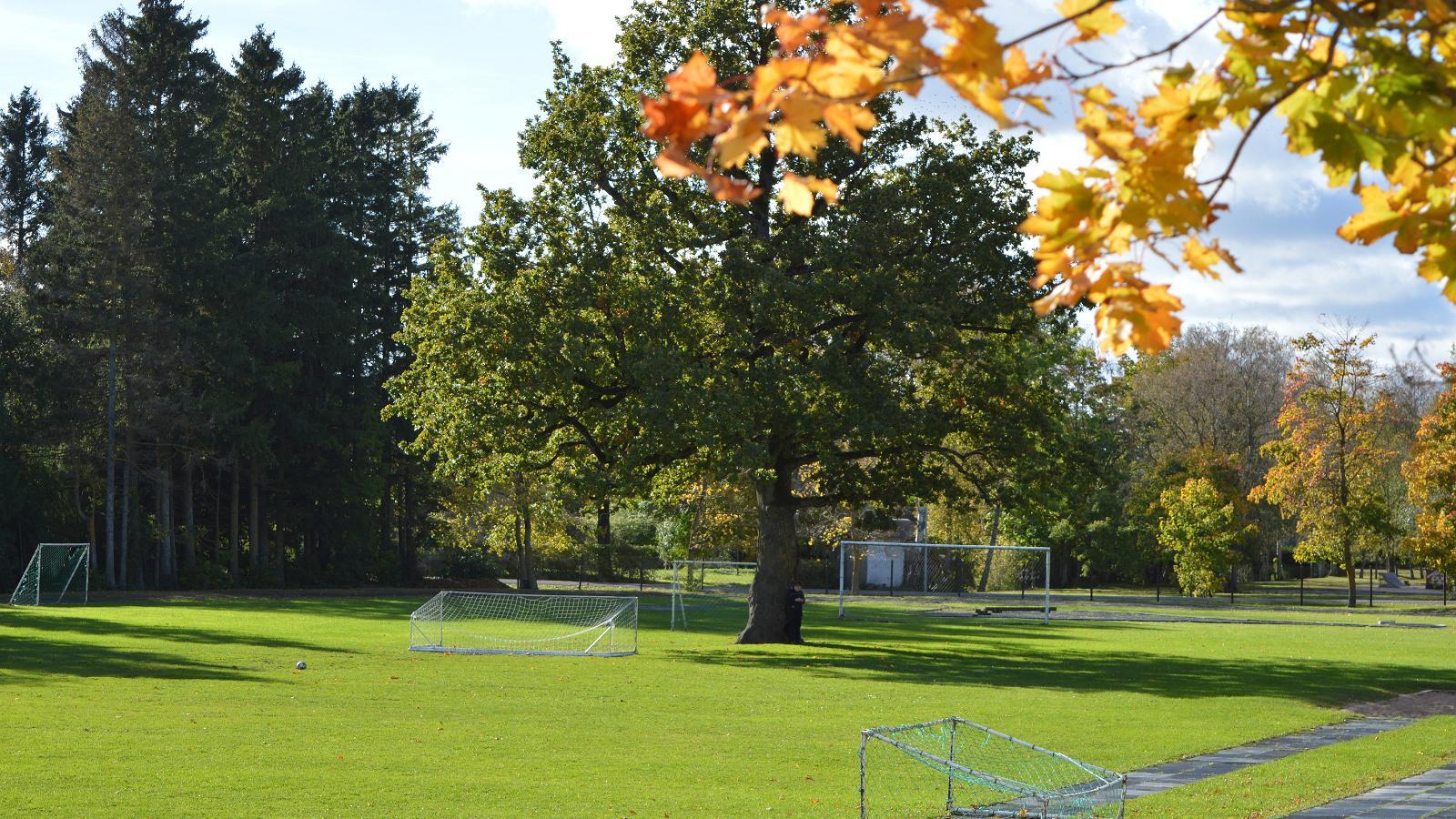 Oak in Orissaare stadium 