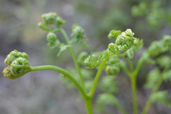 Tagarannan eli Ninasen törmä ja näkötorni