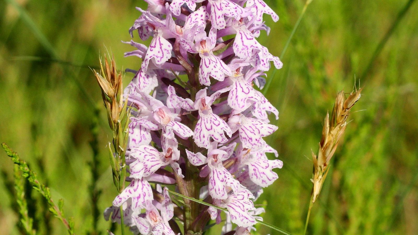 Kõrgessaare orchids’ study bed