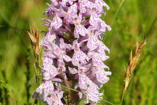 Kõrgessaare studieled i orkidétema