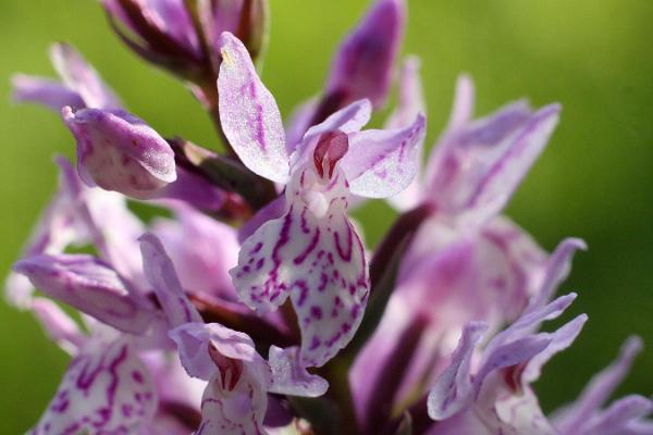 Das Lehrbeet der Orchideen in Kõrgessaare