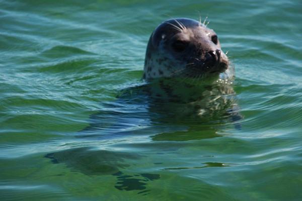 Экскурсия с наблюдением за тюленями на острове Хийумаа