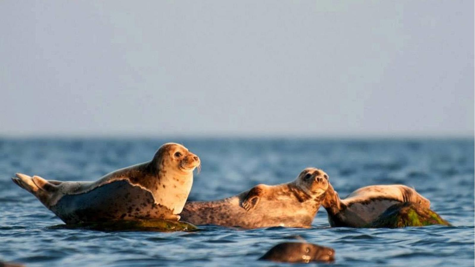 Pringeldivers Diving Club