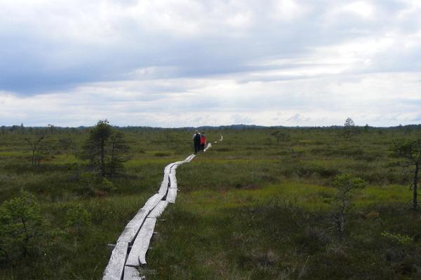 RMK:n Loosalu-Palukülan luontopolku ja leirintäalue