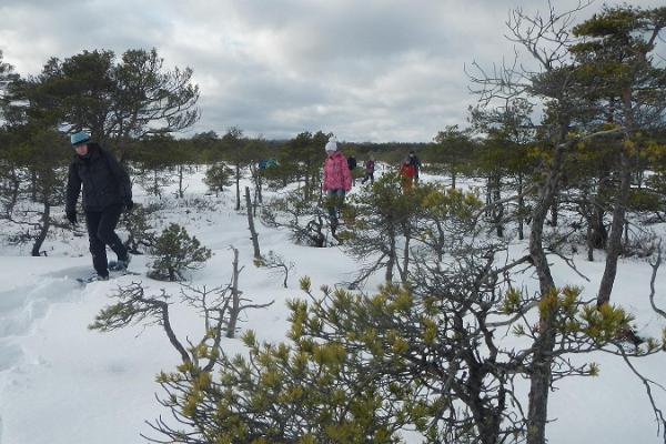 Schneeschuhwandern im Moor Linnuraba